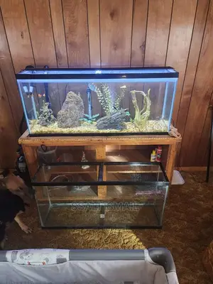 An Aquarium With Bog Wood and Best Gravel