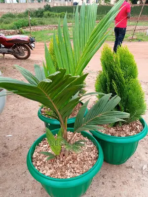 Fantastic Potted and Non Potted Plants and Flowers.