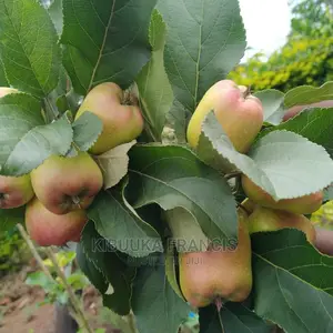 Mature Apple Seedlings for Sale