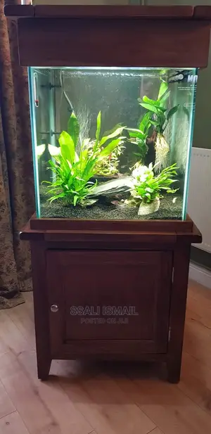 An Aquarium With the Best Setting and Best Plants and Gravel