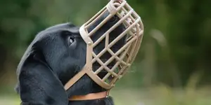 High Quality Dog Muzzles