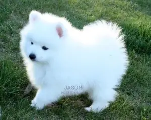 1-3 Months Male Purebred Japanese Spitz