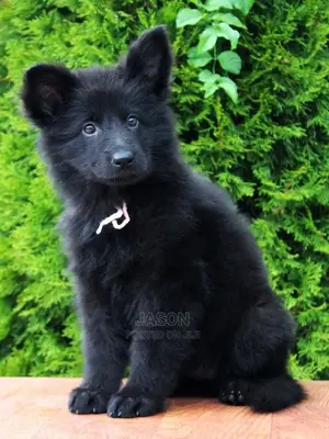 3-6 Months Male Purebred German Shepherd