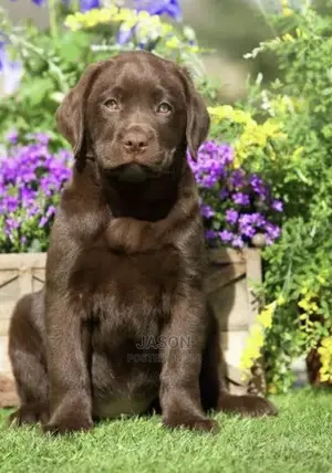 3-6 Months Male Purebred Labrador Retriever