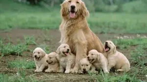 1-3 Months Male Purebred Golden Retriever