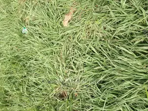 Paspalum Grass Natural Carpets South Africa
