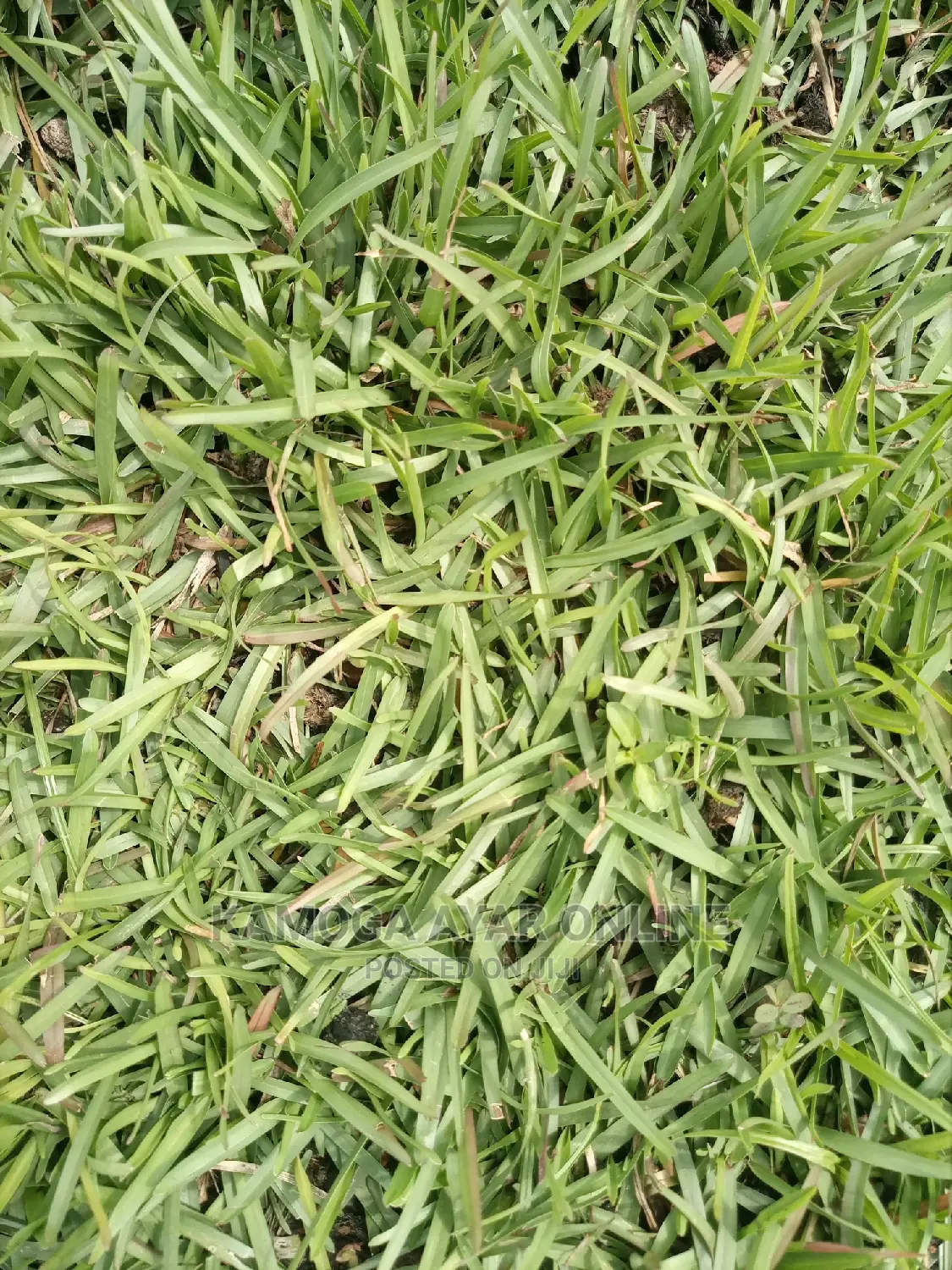 Natural Paspalum Grass (Carpets