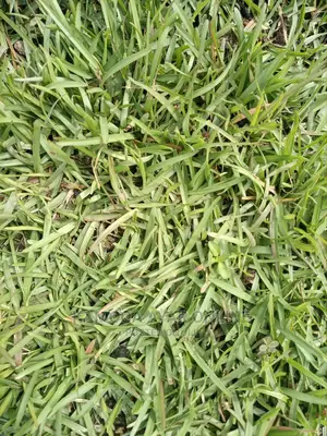 Natural Paspalum Grass (Carpets