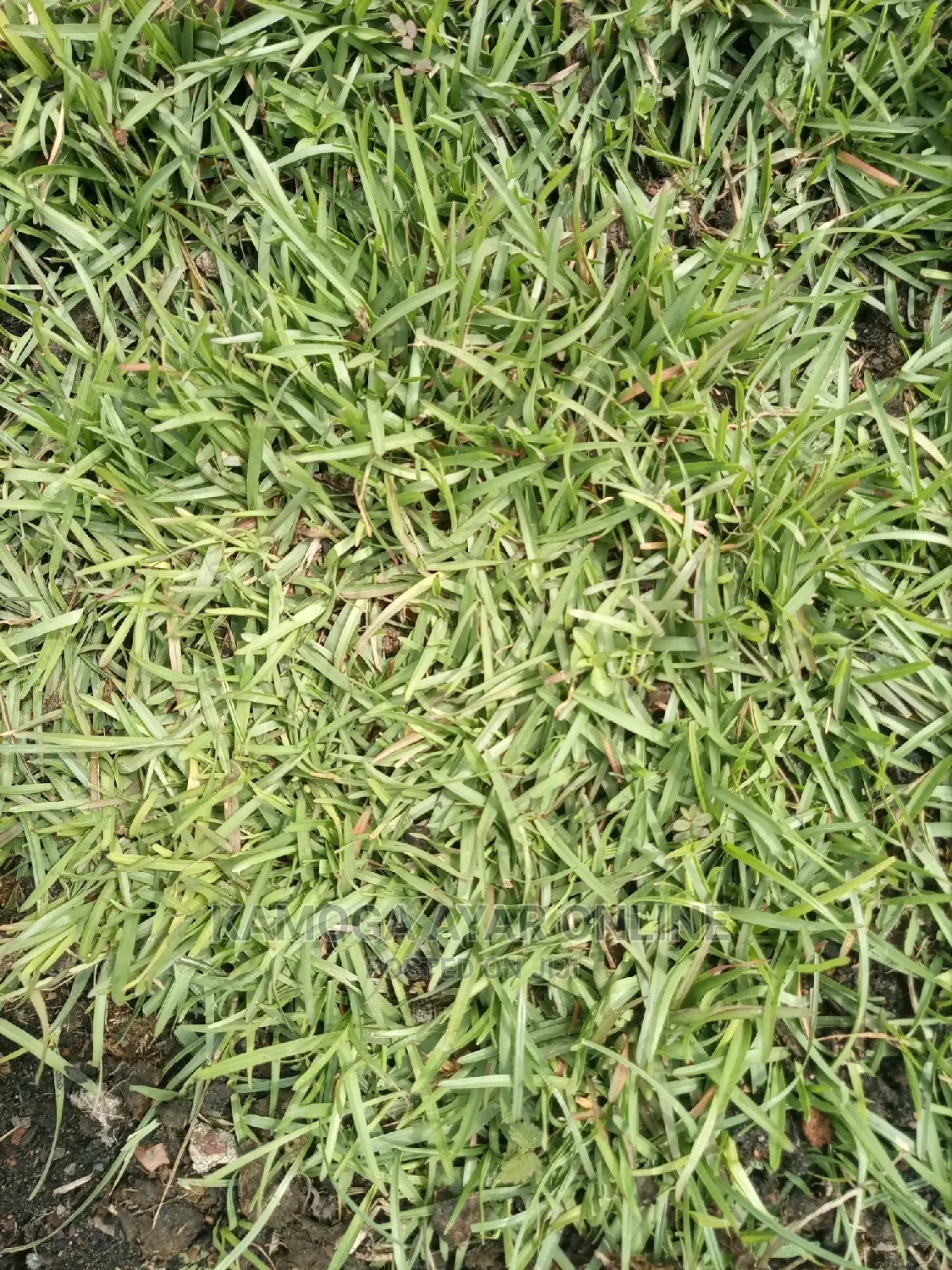 Natural Paspalum Grass (Carpets