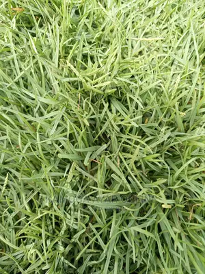 Natural Hybrid Paspalum Grass (Zimbabwe)
