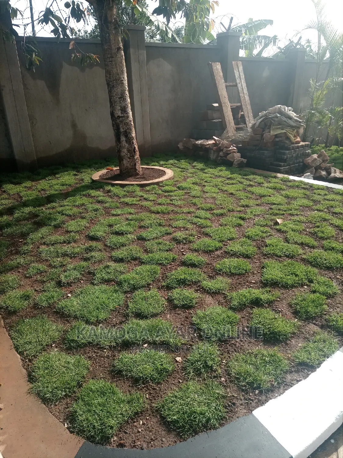 Paspalum Grass Diplomatic Level