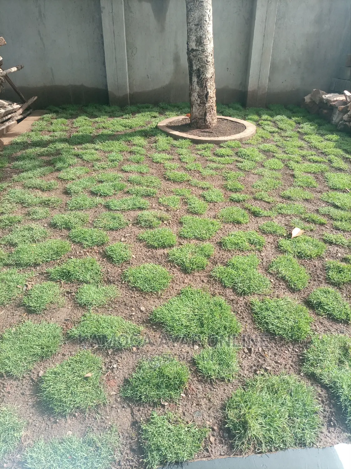 Paspalum Grass, Natural Grass Carpets.