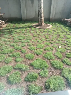 Paspalum Grass, Natural Grass Carpets.