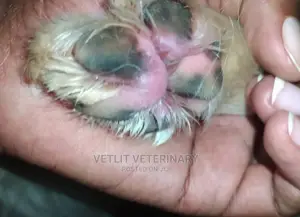 Veterinary services