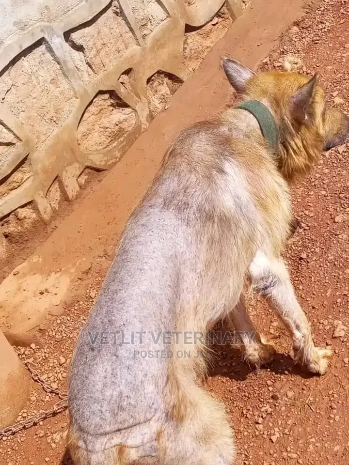 Veterinary services