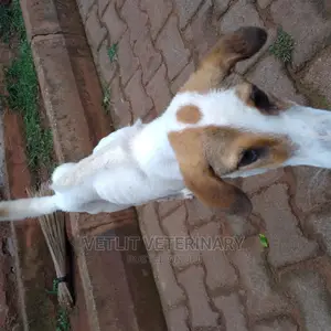 Veterinary services