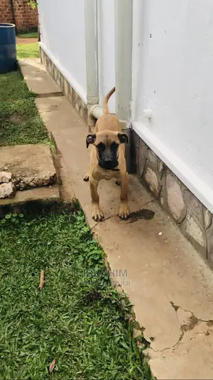 3-6 Months Male Purebred Boerboel