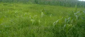 Land on Sell in Kyenkwanzi