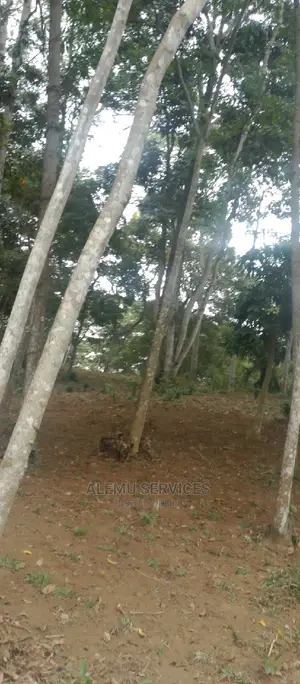 Land on Sell in Kisubi, Entebbe