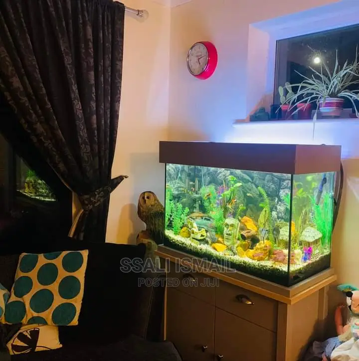 An Aquarium With the Best Settings