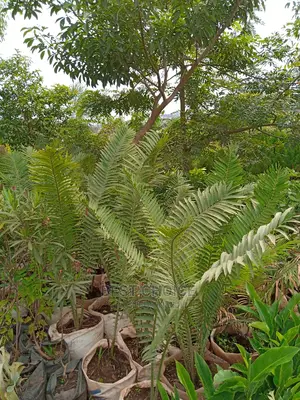 Tropical Plants, Compound Designing, Land Scaping Services