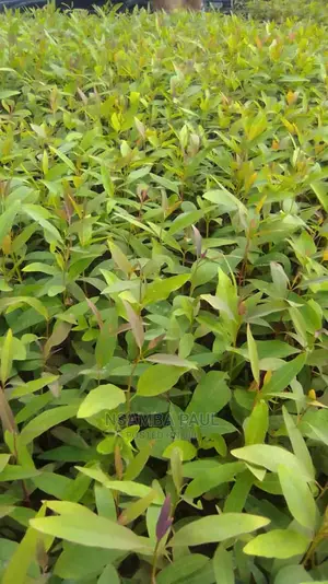 Eucalyptus