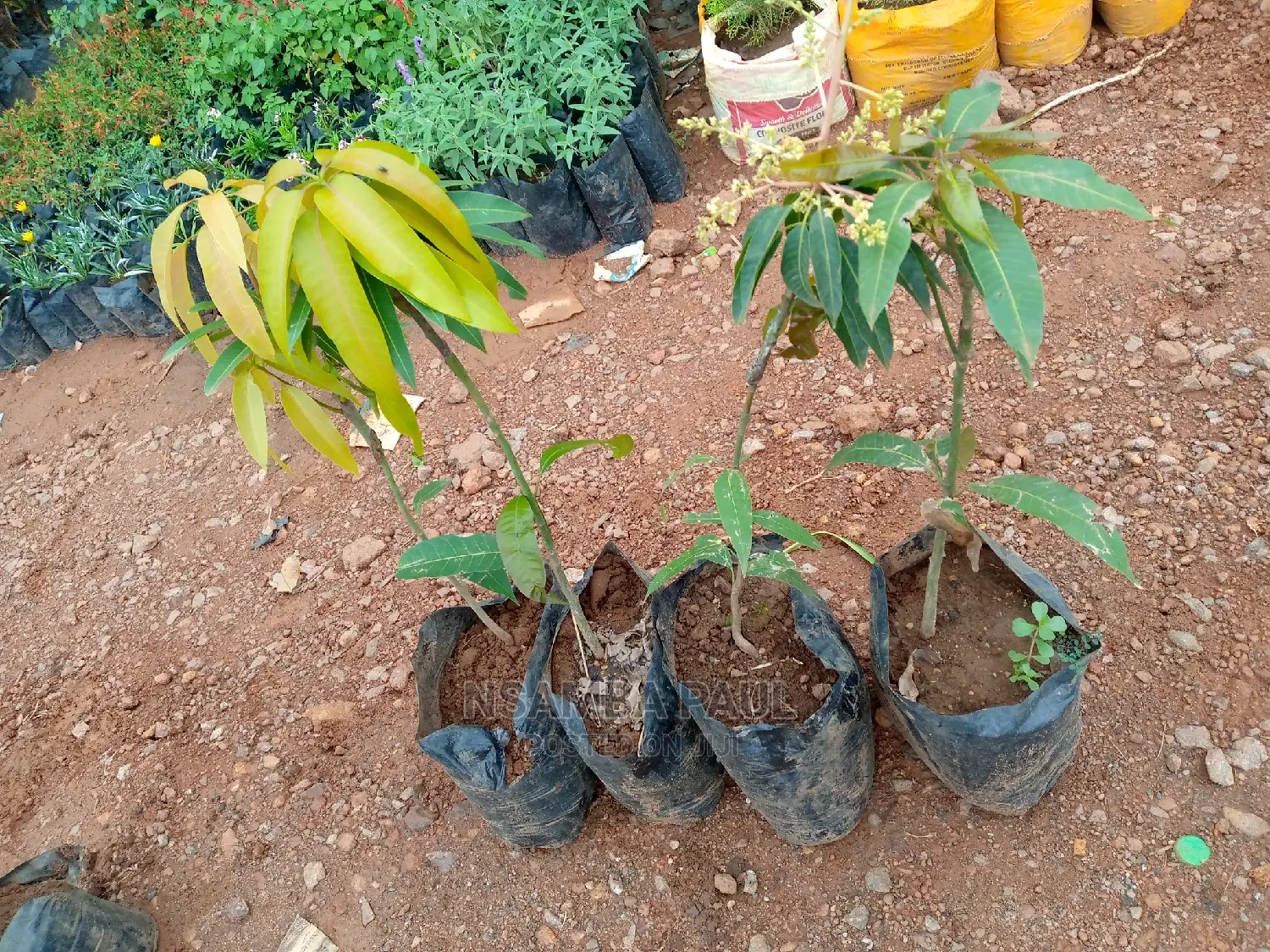 Grafted Mango