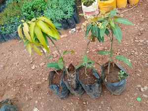 Grafted Mango