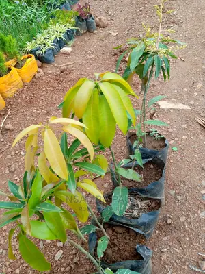 Grafted Mango