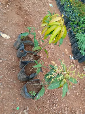 Grafted Mango
