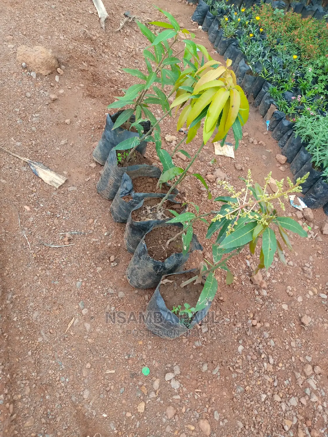 Grafted Mango