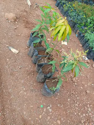 Grafted Mango