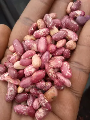 All Types of Beans