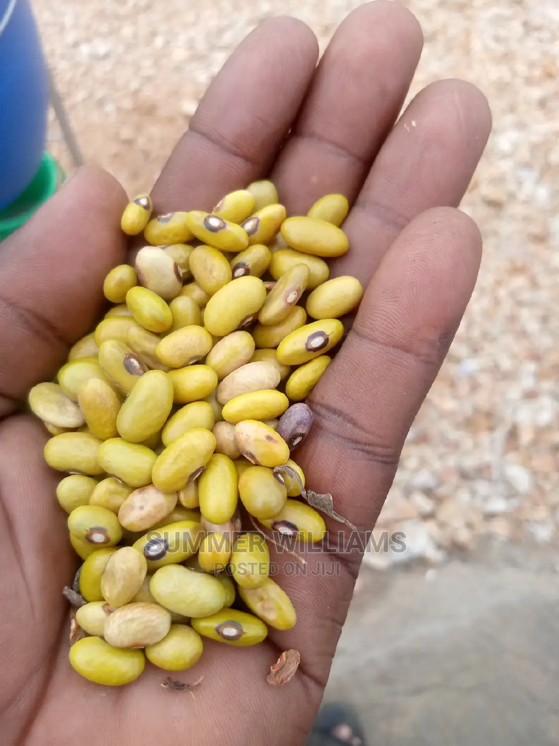 All Types of Beans
