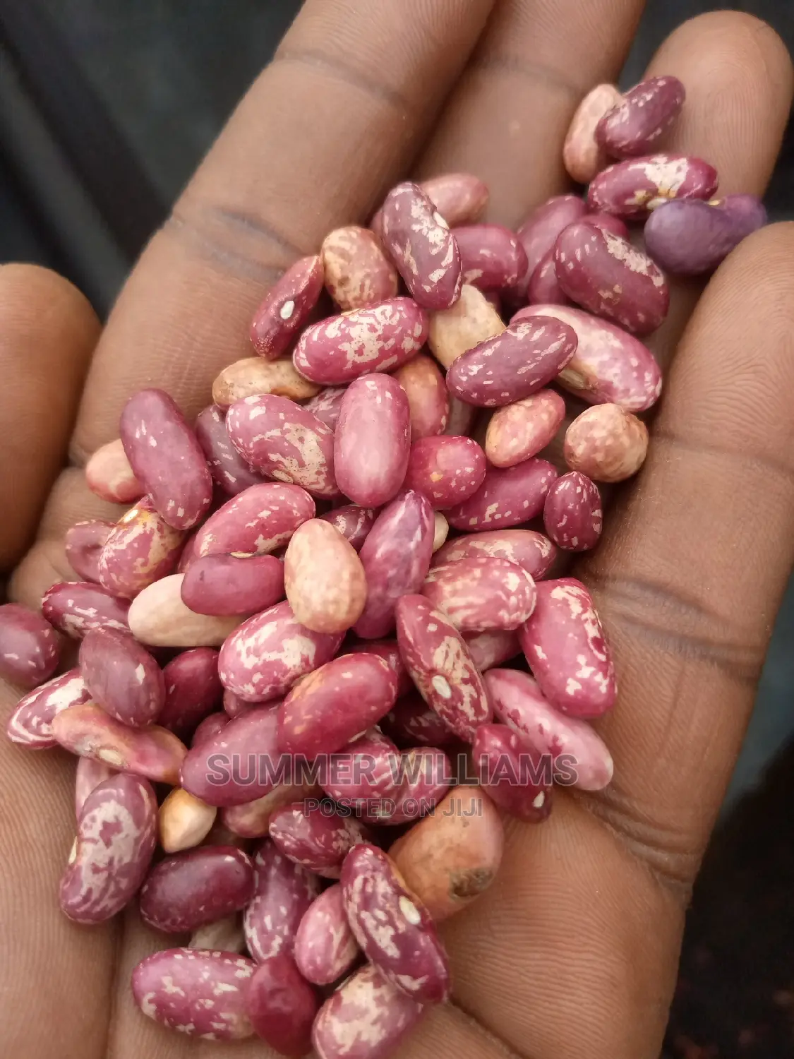All Types of Beans
