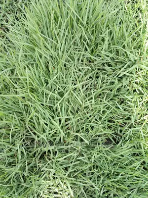 Natural Grass Carpet and Paspalum Grass