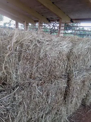 Hay Bale Feeds