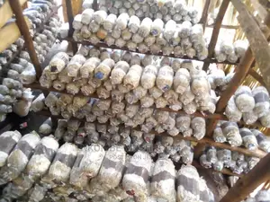 Mushroom Gardens