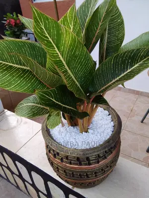Flowers Pots
