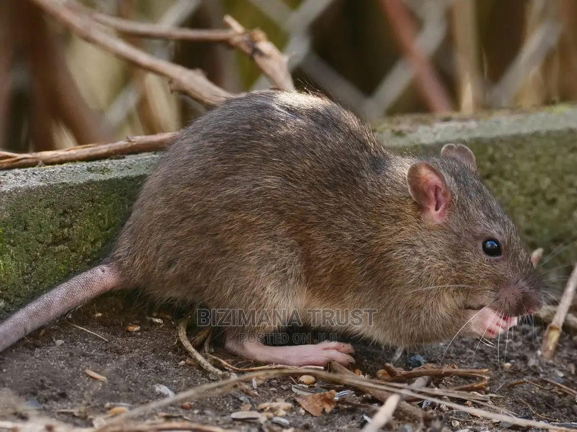 Rat Fumigation