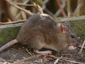 Rat Fumigation