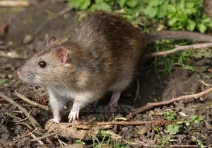 Garden Rats Fumigation