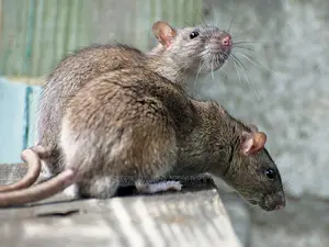 Rat and Mice Fumigation