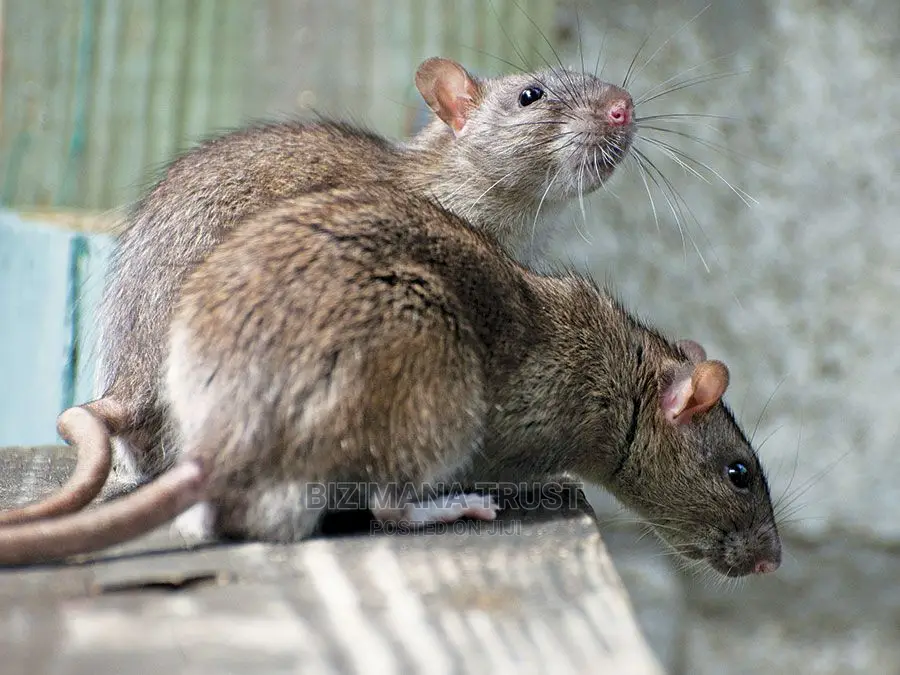 Rat and Mice Fumigation