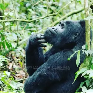 Tour Guide