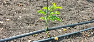Passion Fruit Drip Irrigation Kit for 1 Acre