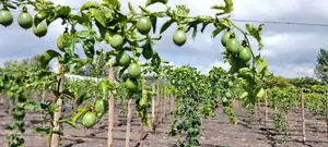 Passion Fruit Drip Irrigation Kit for 1 Acre