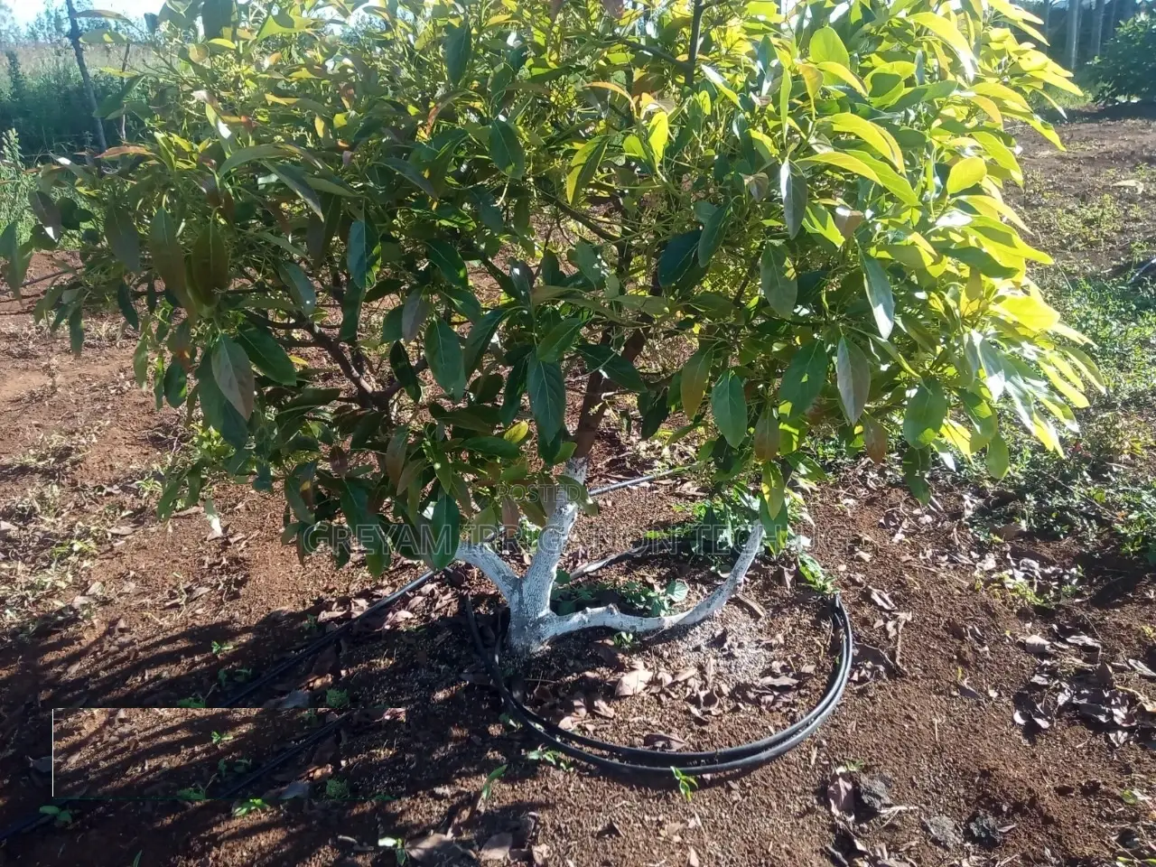 Avocado Drip Irrigation Kit for 1 Acre