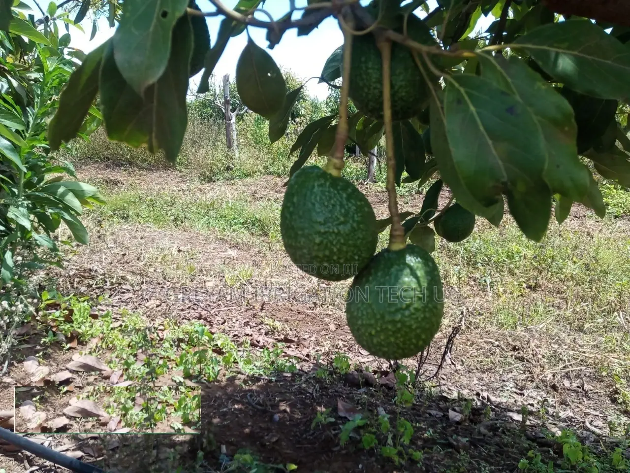 Avocado Drip Irrigation Kit for 1 Acre