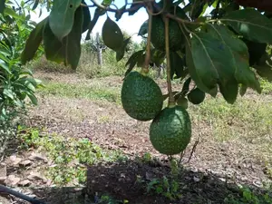 Avocado Drip Irrigation Kit for 1 Acre
